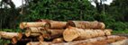 Illegal logging and over-extraction is occuring in some 70 countries, and accounts for approximately half of all traded timber from rainforest nations.